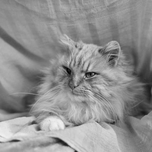 Photo #10769836