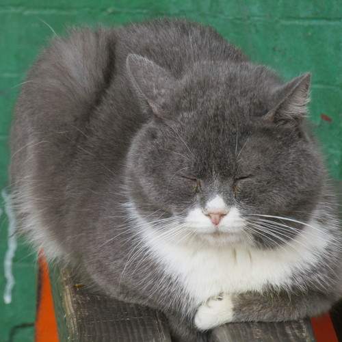 Photo #10769896