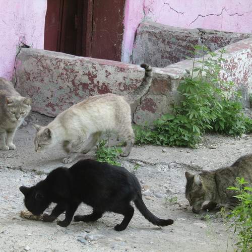 Photo #10769911
