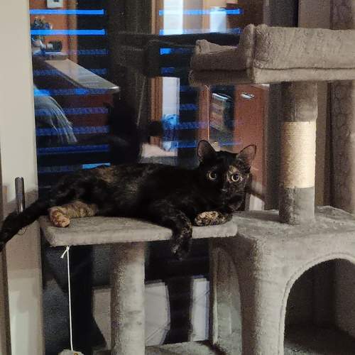 Photo #10770731