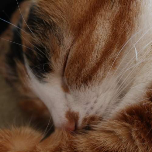 Photo #10770832