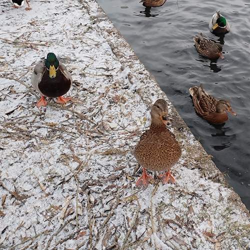 Photo #10771105