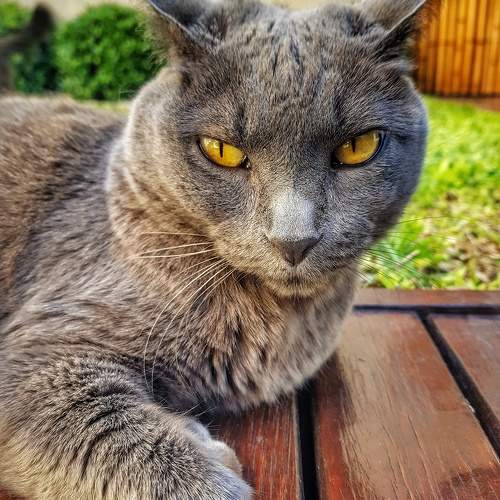 Photo #10771255