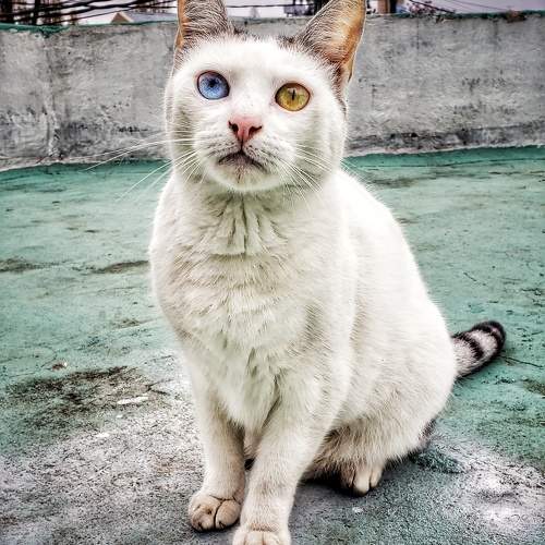 Photo #10771256