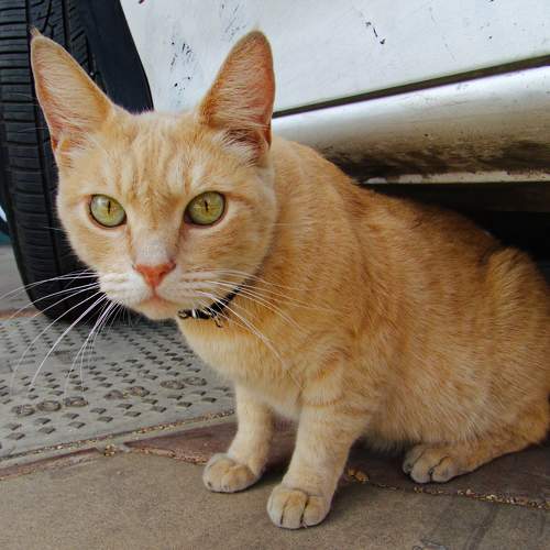 Photo #10771482