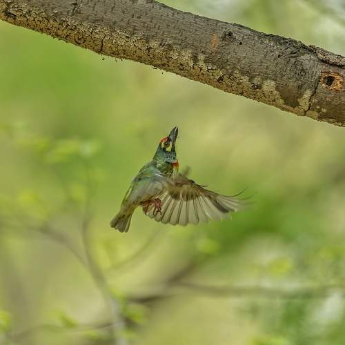 Photo #10771595
