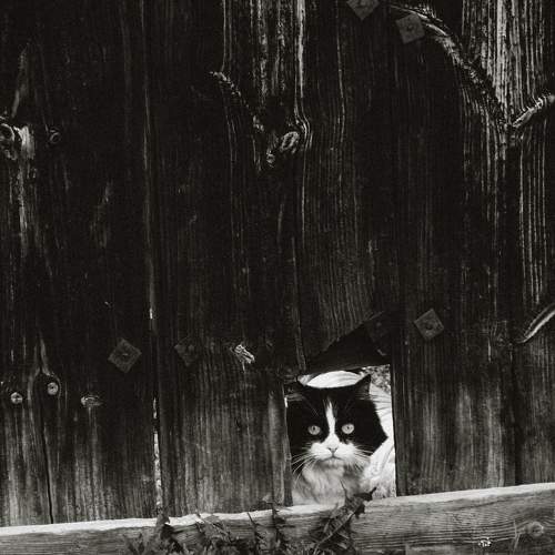 Photo #10771628