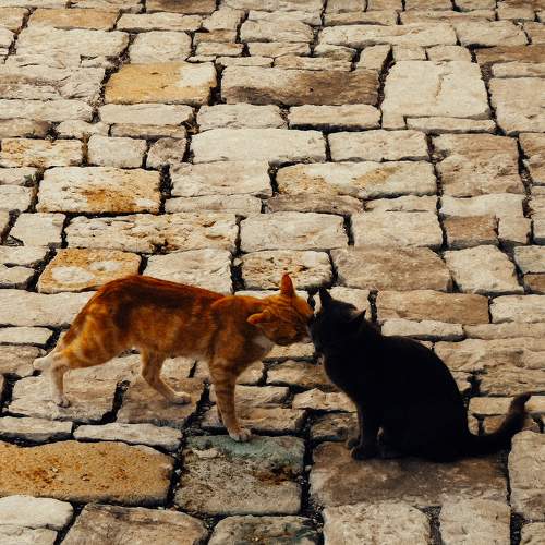 Photo #10771629