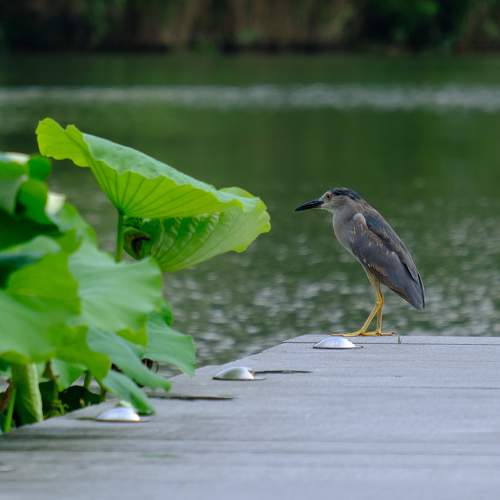 Photo #10771838
