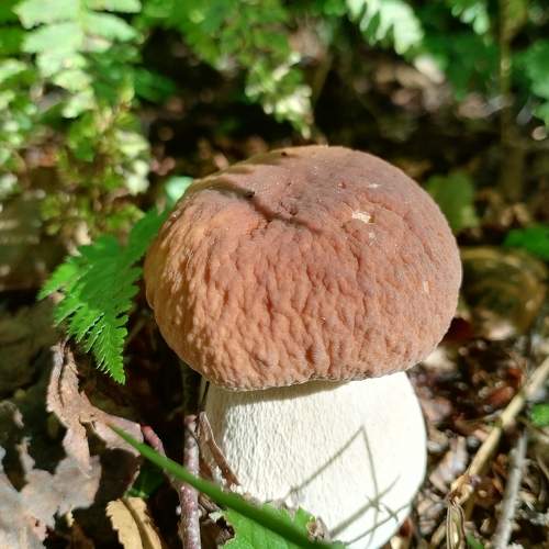 Photo #10772057