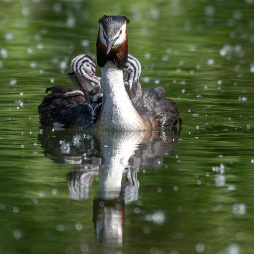 Photo #10772562