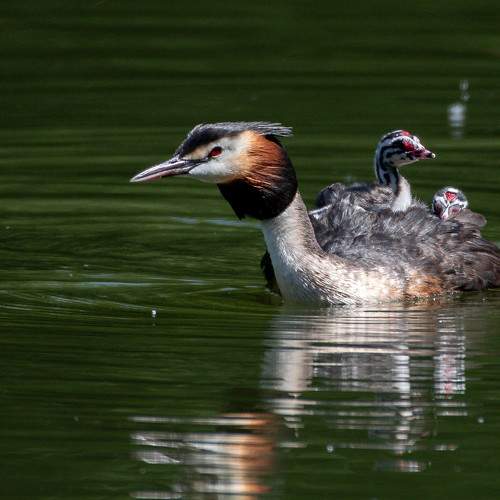 Photo #10772564