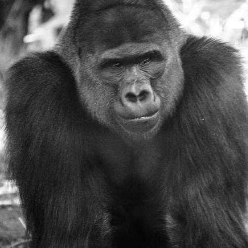 Photo #10772664