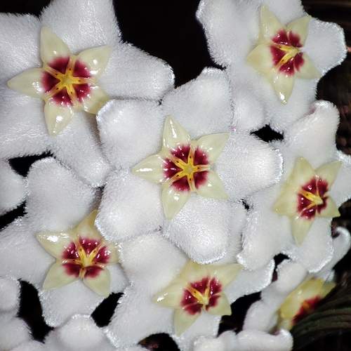 Photo #10773073