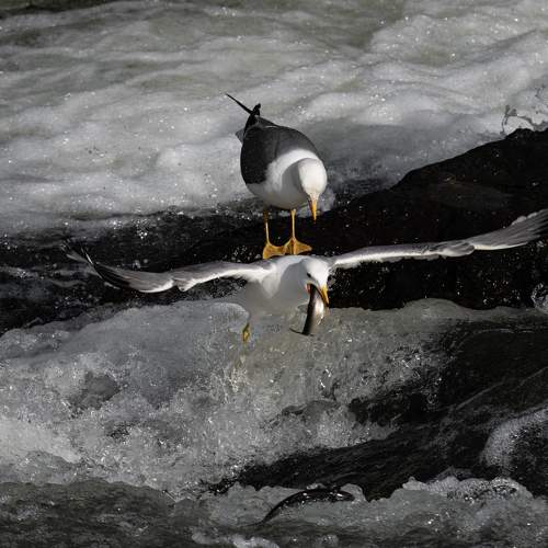Photo #10773077