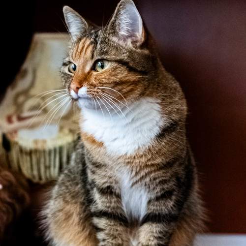 Photo #10773196