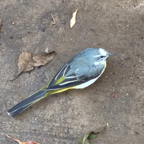 Grey Wagtail Bird