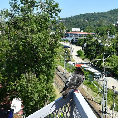 Photo #10773287