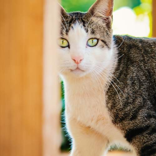 Photo #10773355