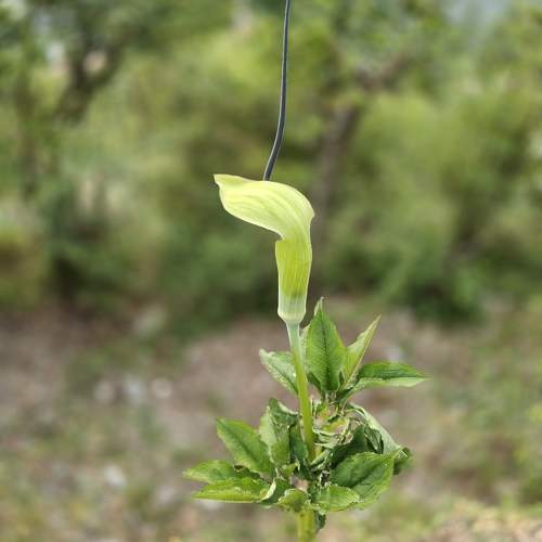 Photo #10773406