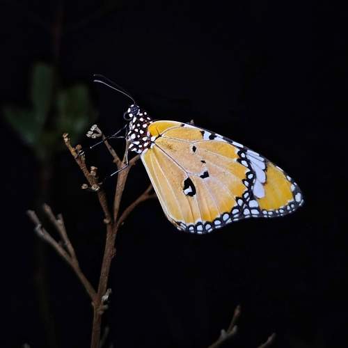 Photo #10773680