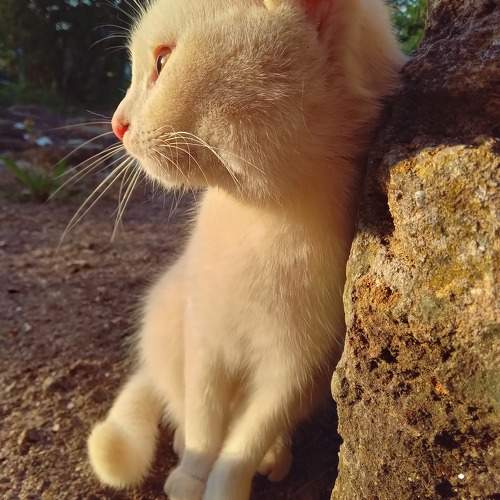 Photo #10774647