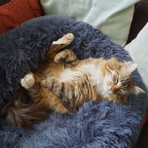 Photo #10774765