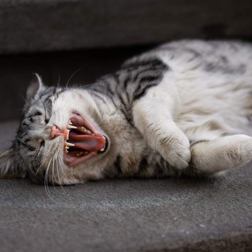 Photo #10774807