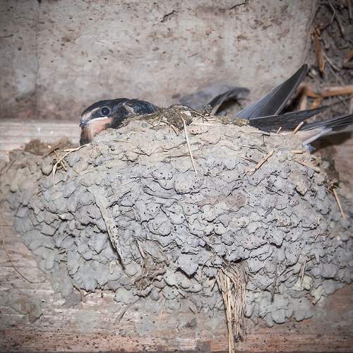 Swallow\'s Nest