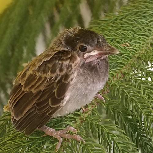 Sparrow
