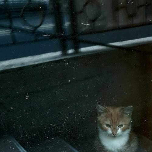 За стеклом