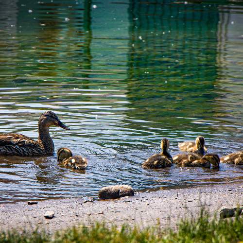 Photo #10776571
