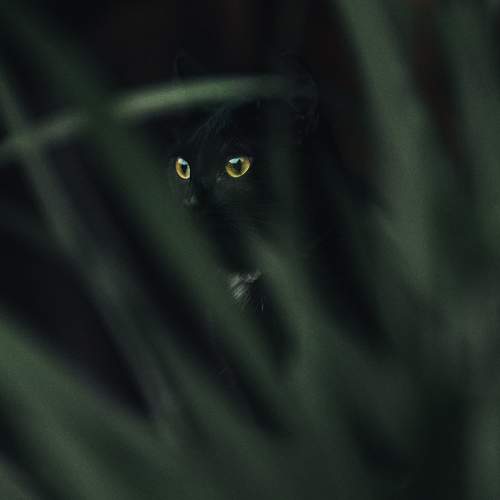 Photo #10776630