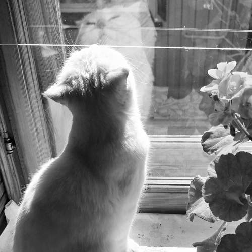 Photo #10776726