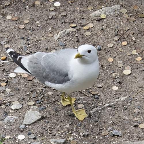 Photo #10776808