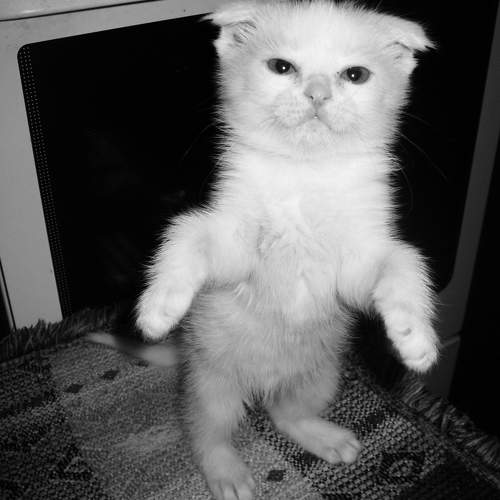 Photo #10776874