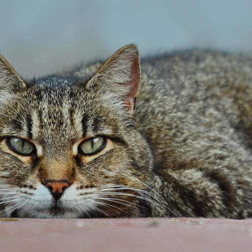 Photo #10776998