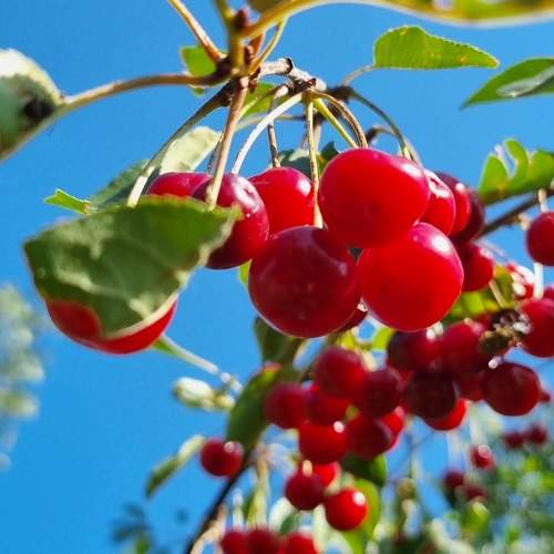 Photo #10777409