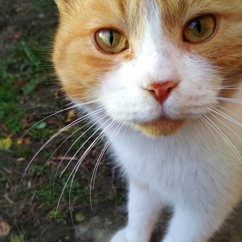 Photo #10777486