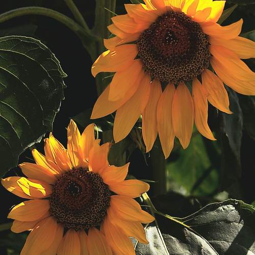 Photo #10778037