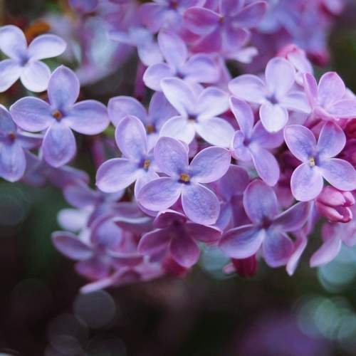 Photo #10778188