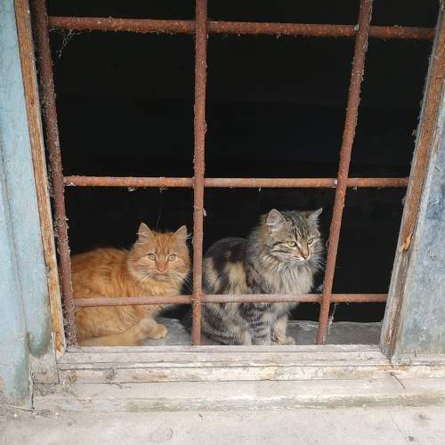 Photo #10778654