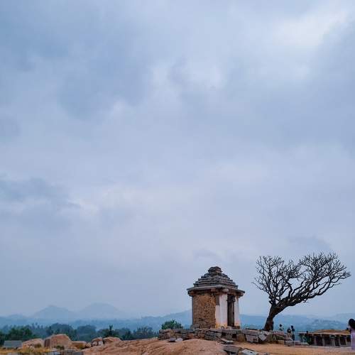 Lonely tree