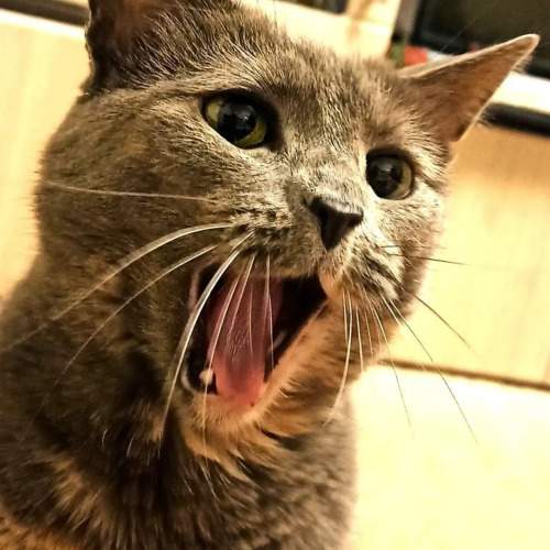 Photo #10779316