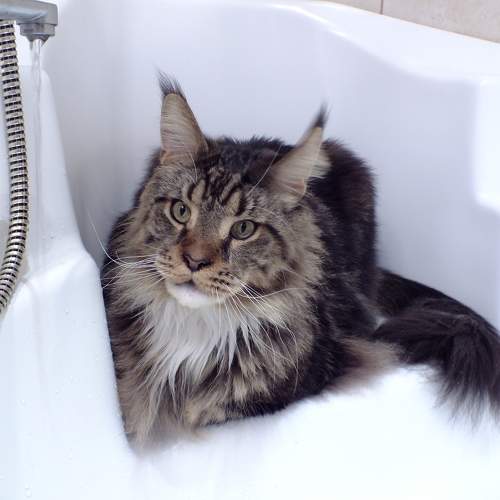 Sir Edward in the bathroom