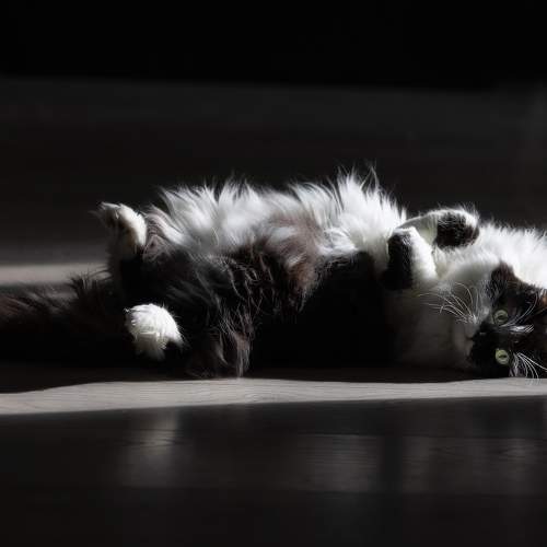 Photo #10779362