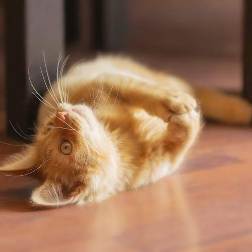 Photo #10779375