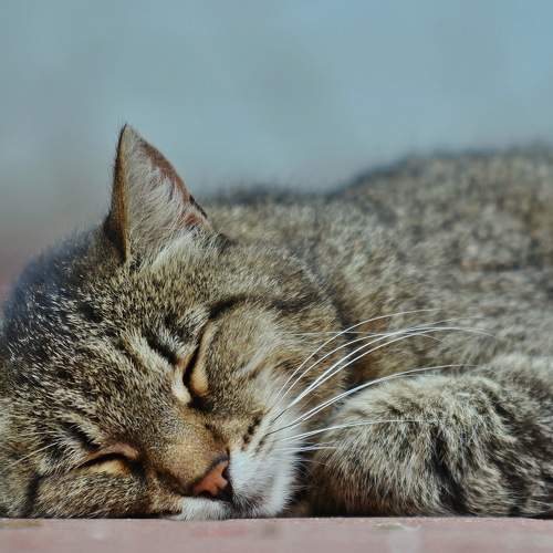 Photo #10779524