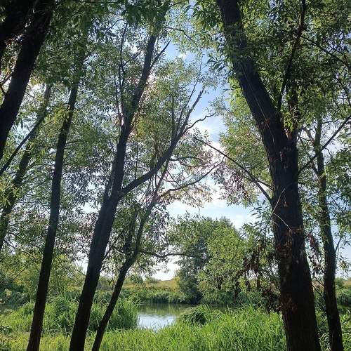 Photo #10779612