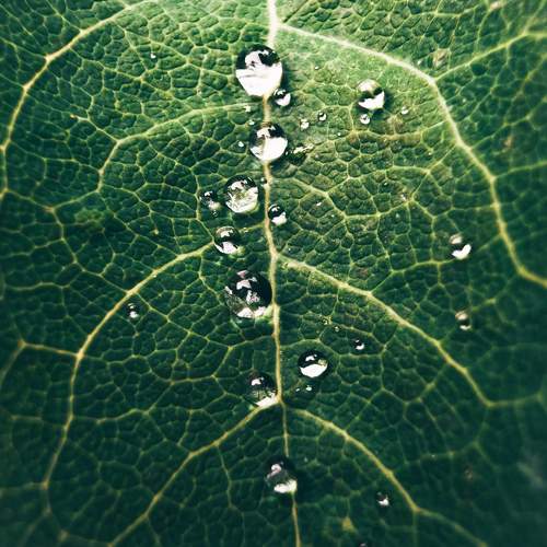 Raindrops macro shot